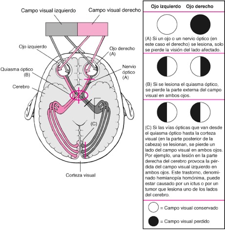 Optometria Comportamental